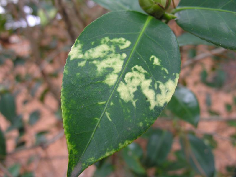 Yellow Blotches On Top Are A Warning Sign