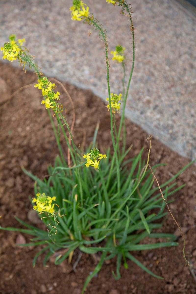 Yellow Bulbine