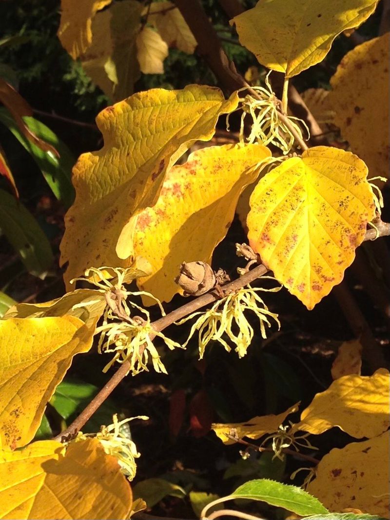 Yellow Fall Leaves Can Hide The Blooms