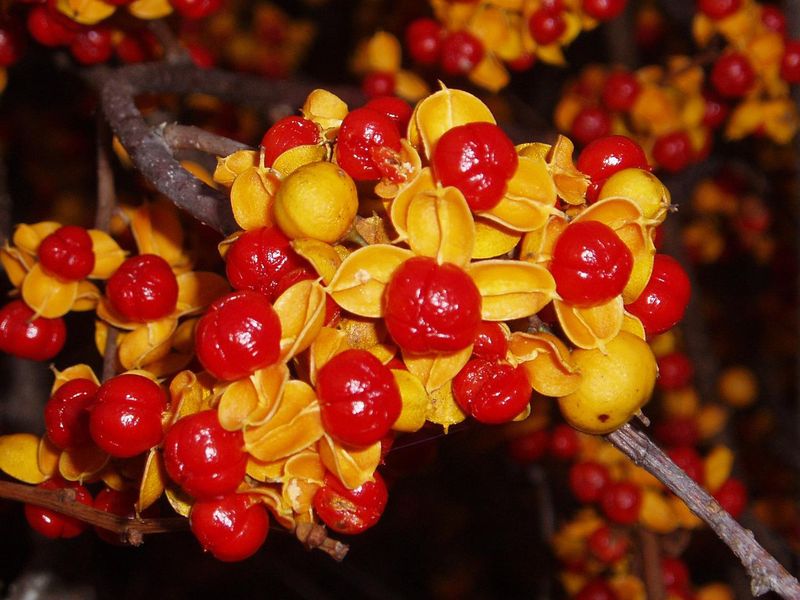 Yellow Husks Open To Reveal Bright Red Seeds Inside