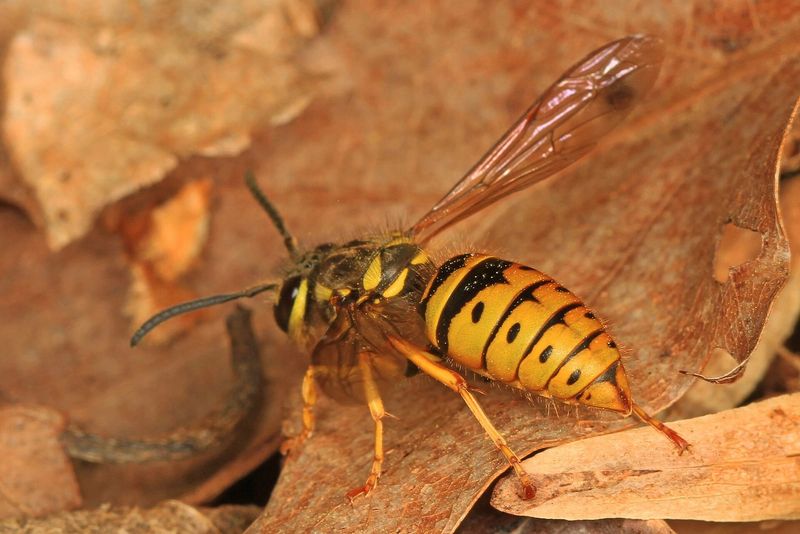 Yellow Jackets Behind Most Late-Summer Stings Yellow Jackets Behind Most Late-Summer Stings