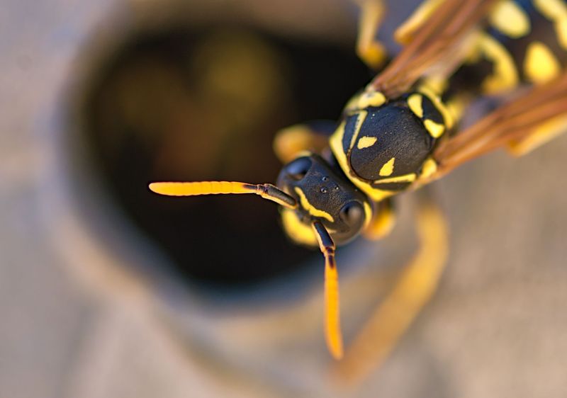 Yellow Jackets Beneath Your Lawn