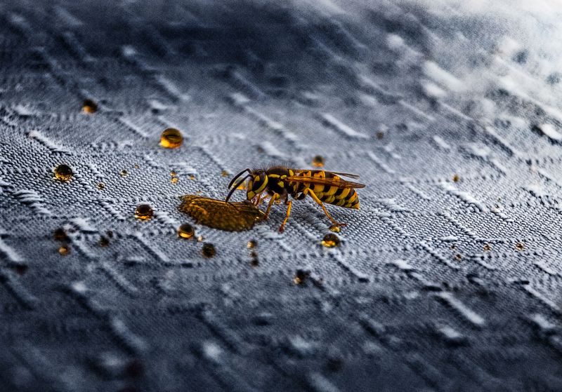 Yellow Jackets Crashing The Cookout