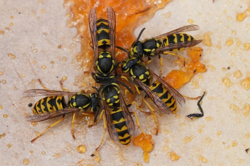 Yellow Jackets Crashing Your Fall Picnics