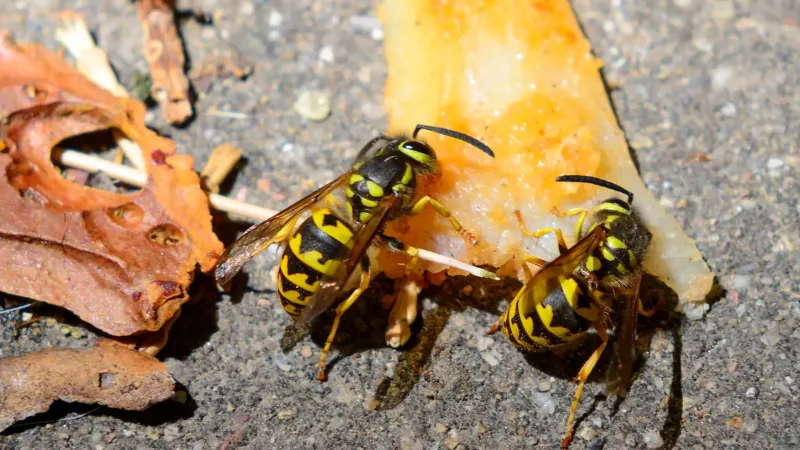 Yellow Jackets Getting Pushy Around Food