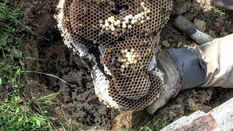 Yellow Jackets Nesting In The Ground Yellow Jackets Nesting In The Ground