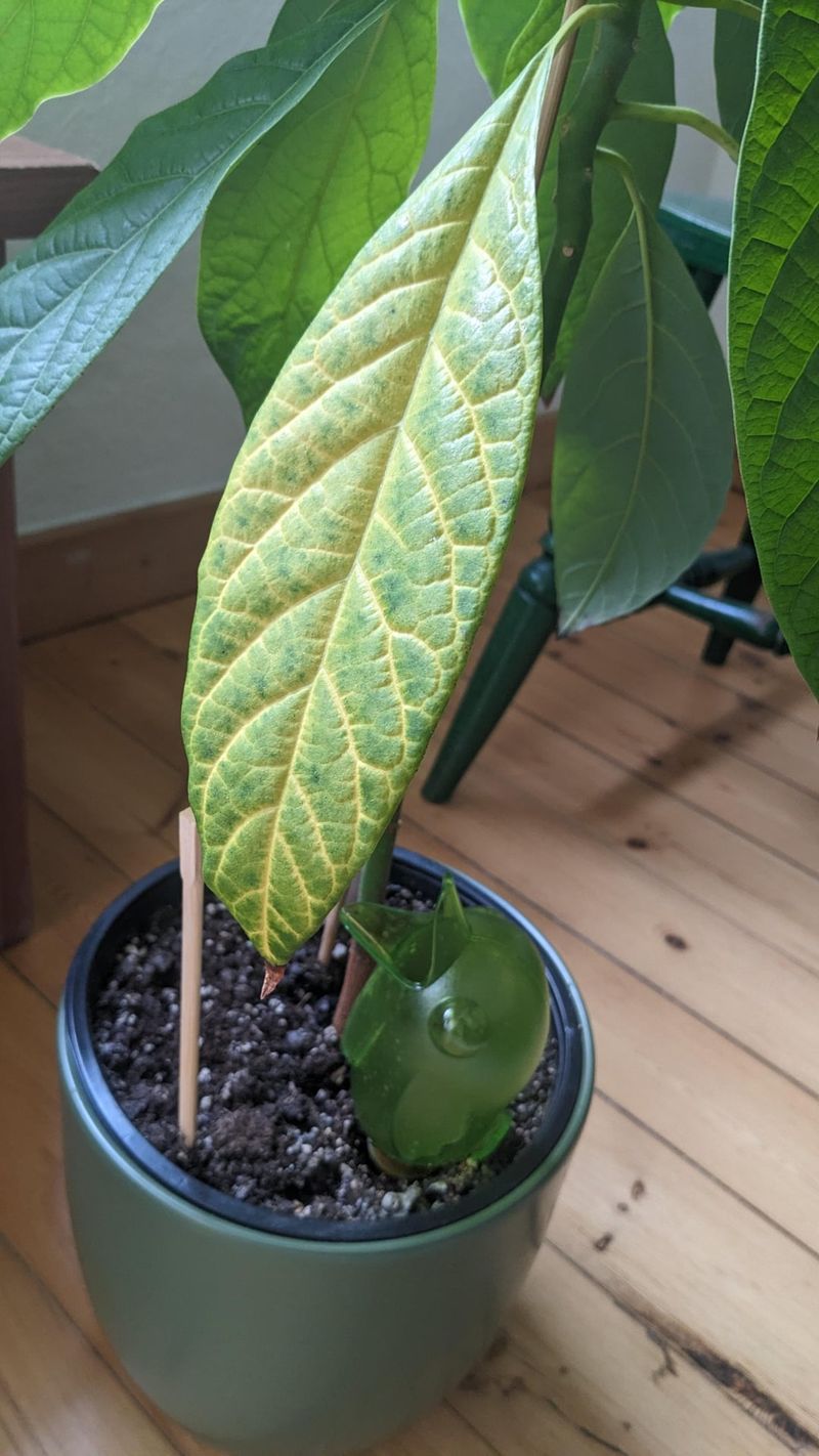 Yellow Leaves Signal Stress Or Hunger Yellow Leaves Signal Stress Or Hunger