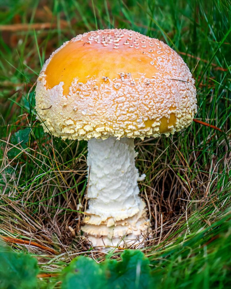 Yellow-Orange Fly Agaric (Amanita Muscaria Var. Guessowii) Yellow-Orange Fly Agaric (Amanita Muscaria Var. Guessowii)