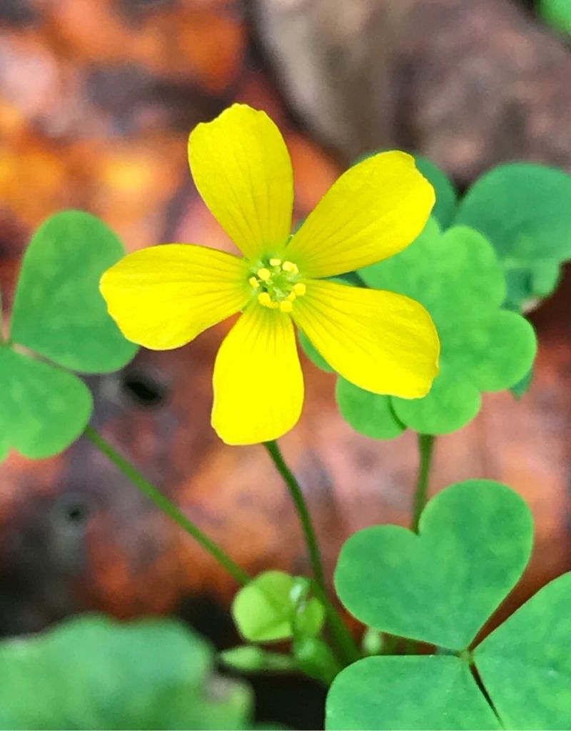 Yellow Oxalis Yellow Oxalis