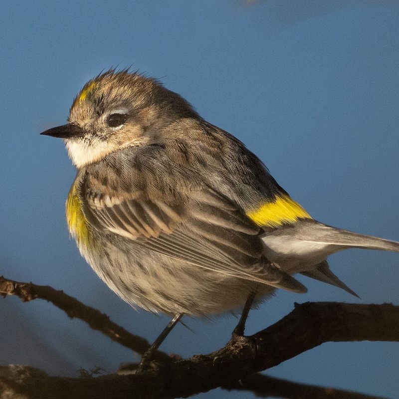 Yellow-Rumped Warbler