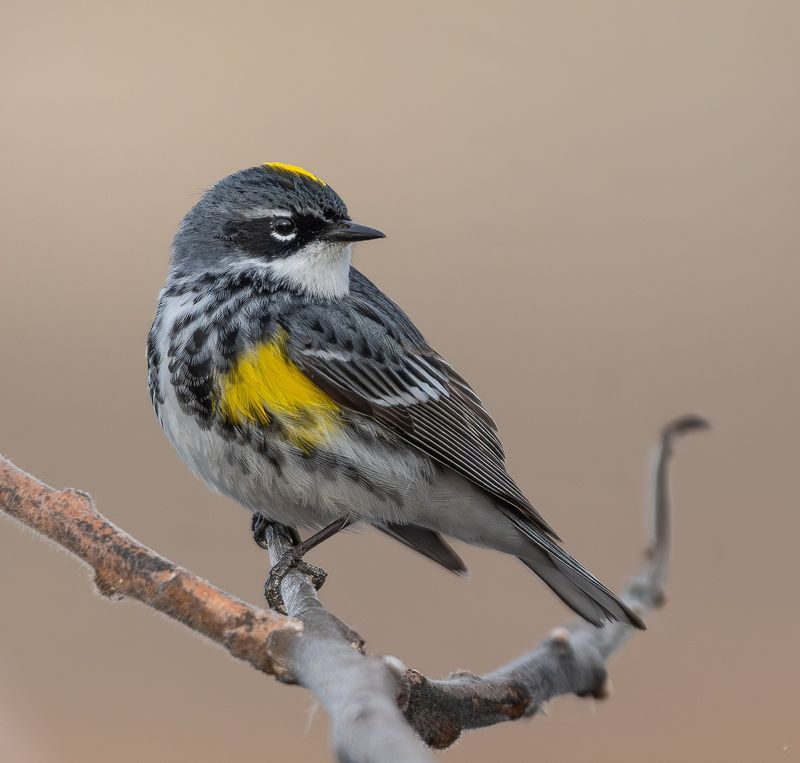 Yellow-Rumped Warbler