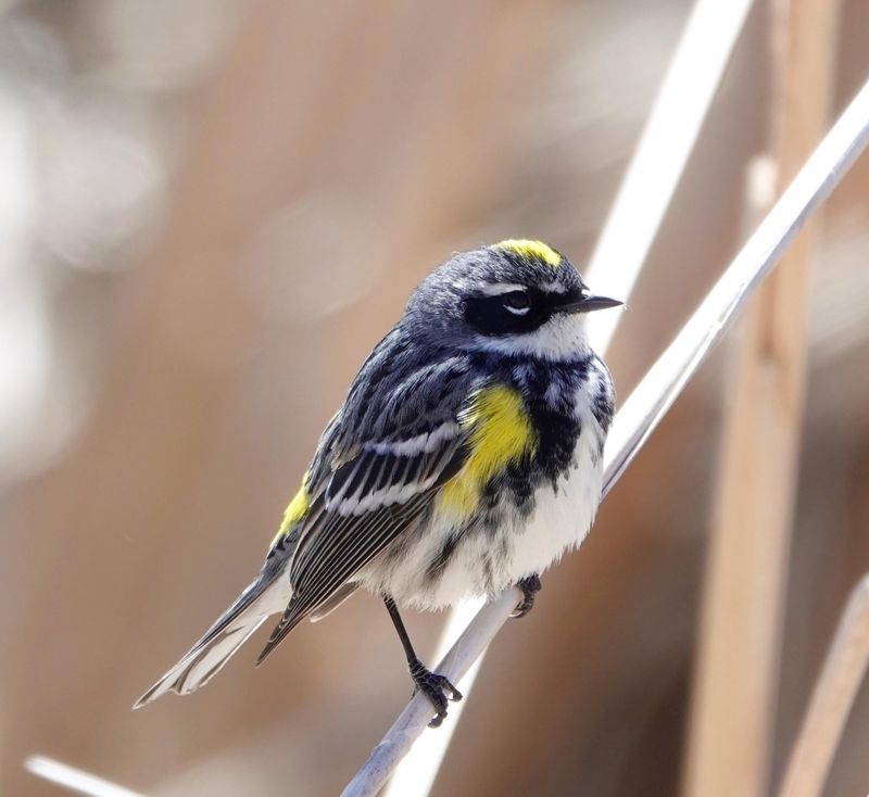 Yellow-Rumped Warblers Feast On Coastal Berries Yellow-Rumped Warblers Feast On Coastal Berries
