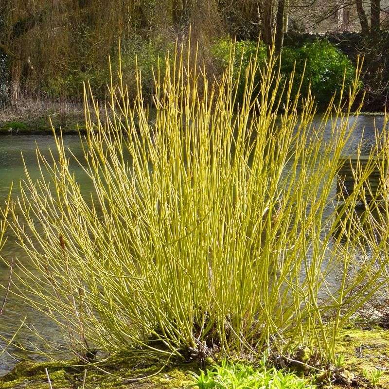Yellow Twig Dogwood Yellow Twig Dogwood