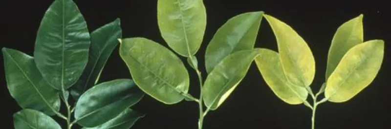 Yellow leaves are clues, not a diagnosis