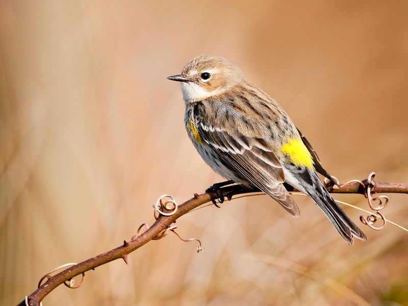 Yellow-rumped Warbler