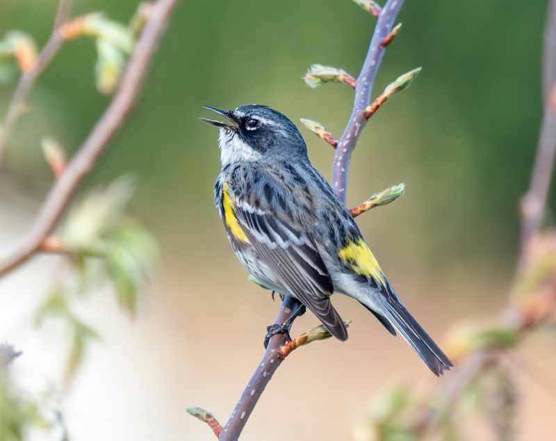 Yellow-rumped Warbler Yellow-rumped Warbler