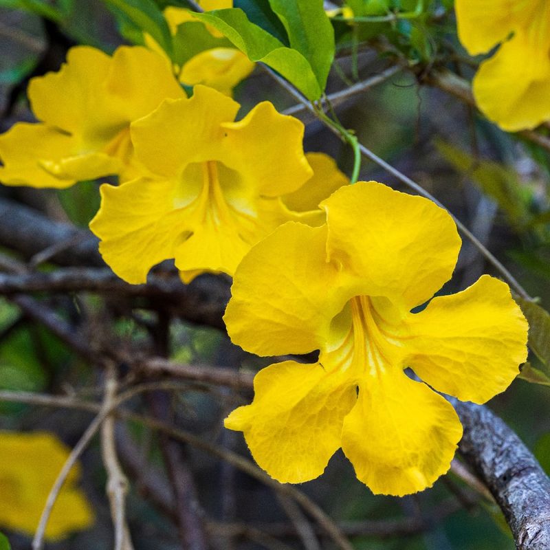 Yellow spring flowers make the vine easy to recognize