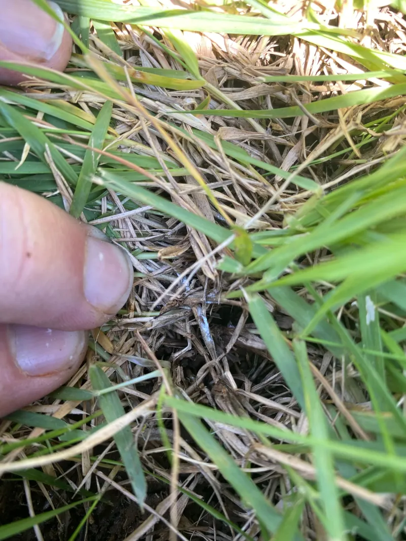 Yellowing Grass Can Be An Early Warning Sign