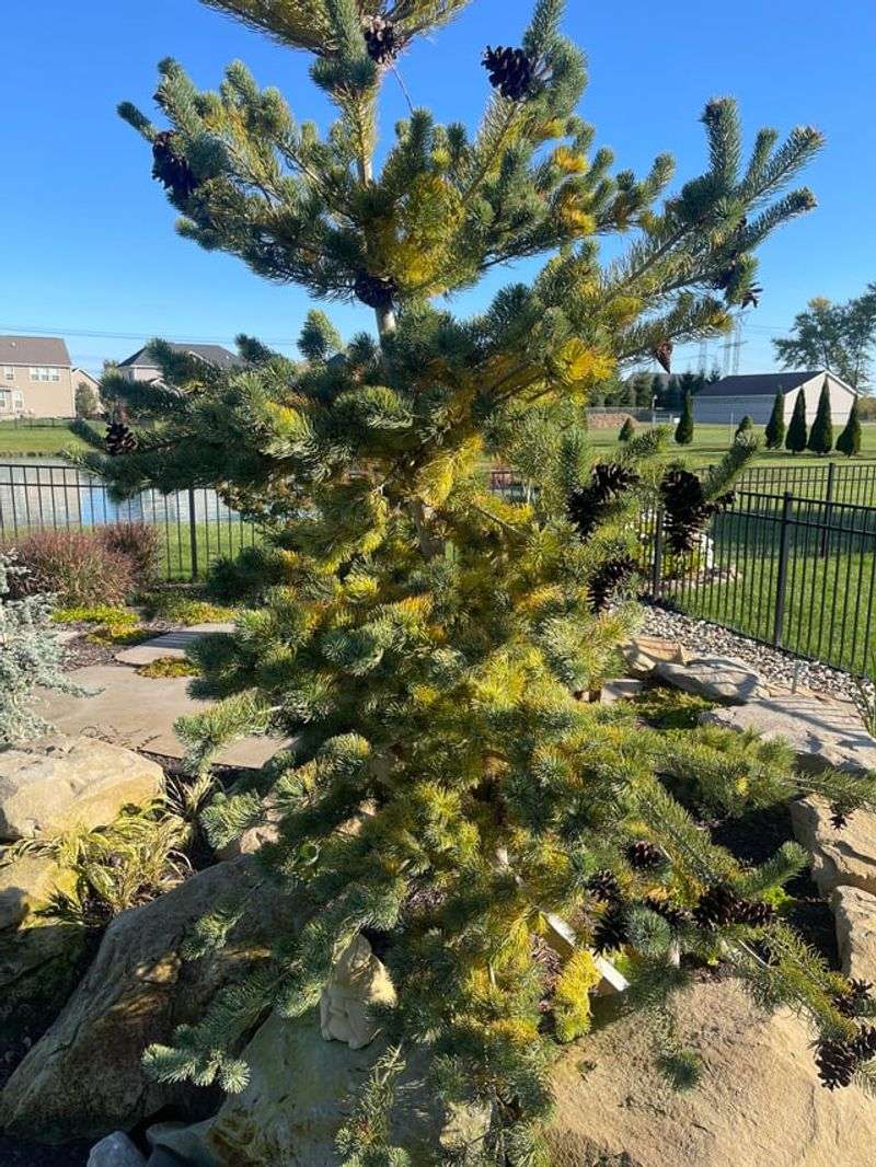 Yellowing Inner Needles Can Startle Homeowners Each Fall