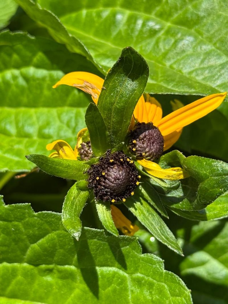Yellowing Leaves Can Signal The Infection Is Spreading Yellowing Leaves Can Signal The Infection Is Spreading