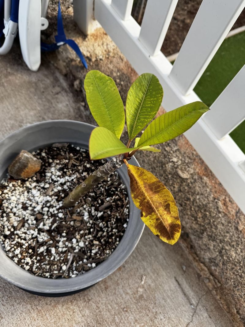 Yellowing Leaves In Fall Are A Normal Sign Of Approaching Dormancy