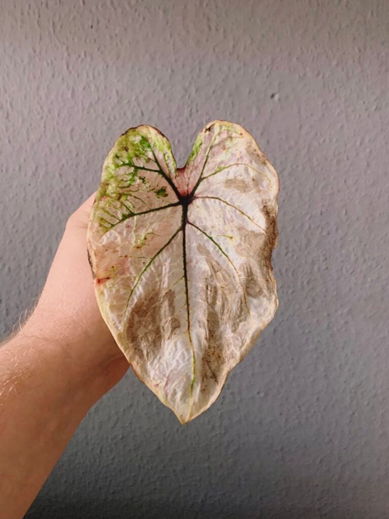 Yellowing Leaves Mean They're Winding Down