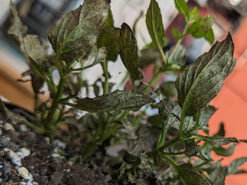 Yellowing Leaves With Gray Fuzz Underneath Signal Downy Mildew