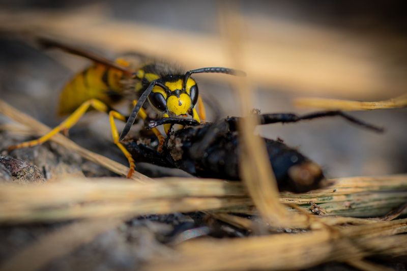 Yellowjacket Nests Hidden Beneath The Lawn