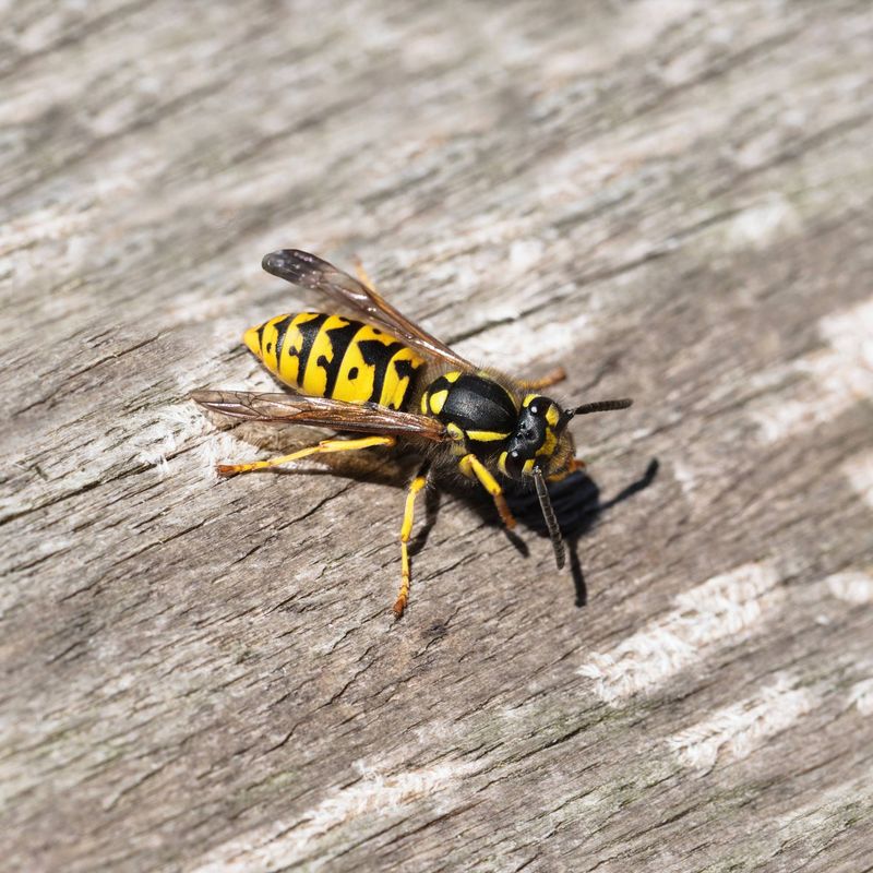 Yellowjackets Near Fallen Fruit Or Trash Bins