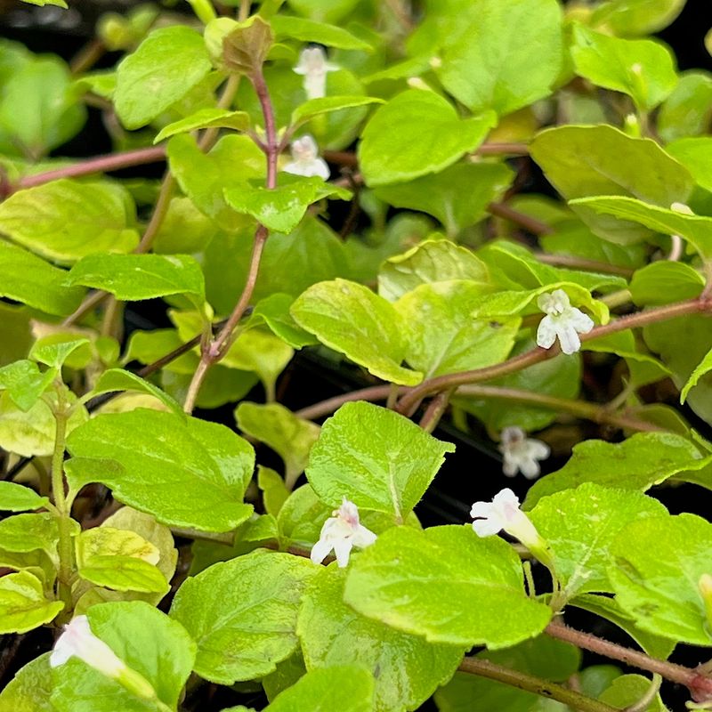 Yerba Buena Weaves A Minty Mat Under Your Trees