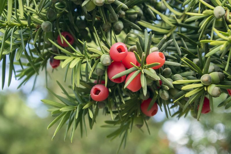 Yew Is Highly Toxic Year-Round Yew Is Highly Toxic Year-Round