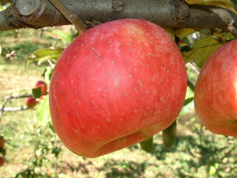 York Imperial For Lopsided Fruit That Cooks Beautifully York Imperial For Lopsided Fruit That Cooks Beautifully