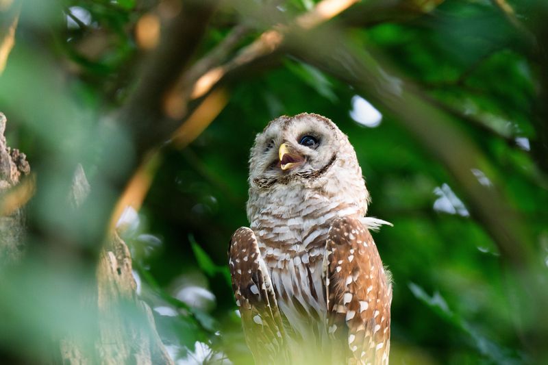 You Are Hearing Far More Than One Owl Song