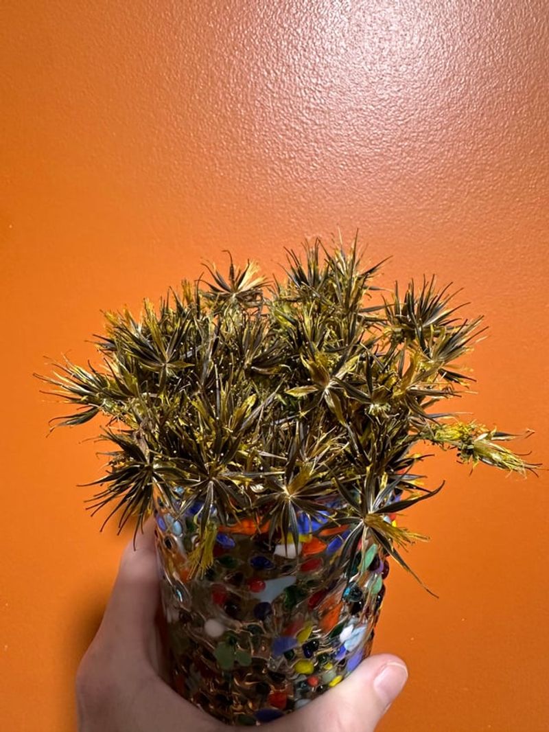 You Can Collect Seeds From Dry Flower Heads You Can Collect Seeds From Dry Flower Heads