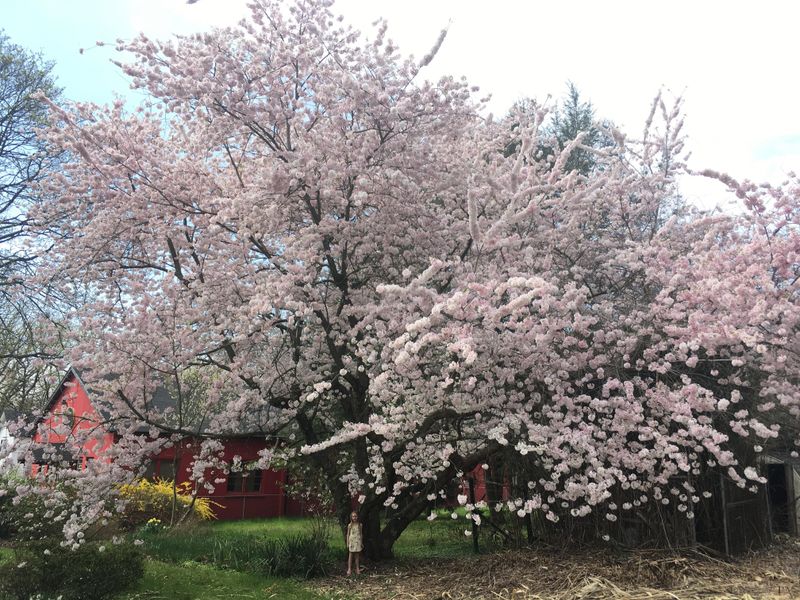 You Can Grow One In Your Own Missouri Yard