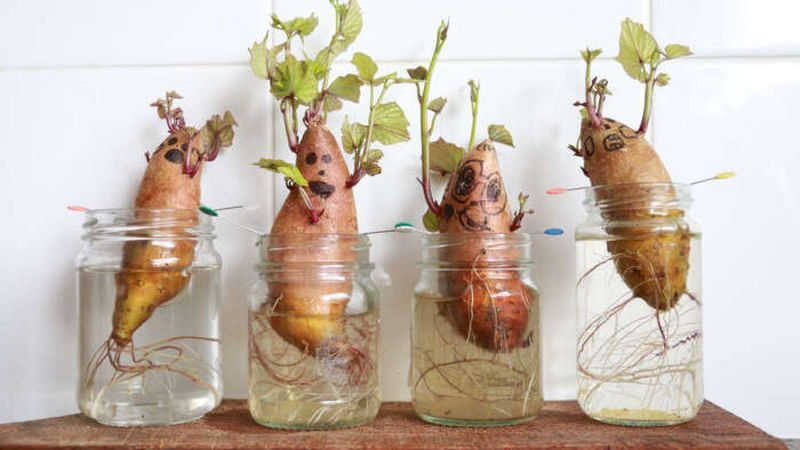 You Can Grow Slips In Water Jars Or Soil Pots You Can Grow Slips In Water Jars Or Soil Pots