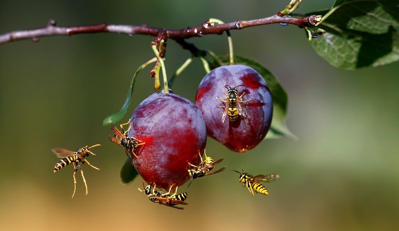You Can Lower Your Chance Of A Sting With Simple Habits You Can Lower Your Chance Of A Sting With Simple Habits