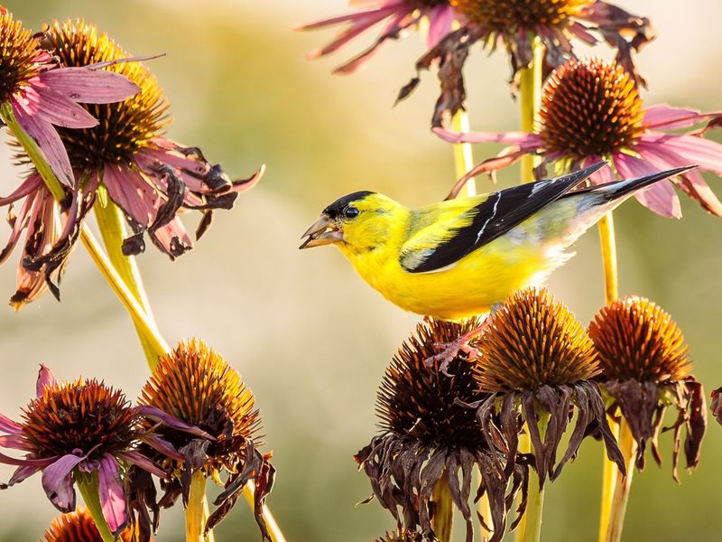 You Can Outsmart Hungry Goldfinches With A Simple Barrier You Can Outsmart Hungry Goldfinches With A Simple Barrier
