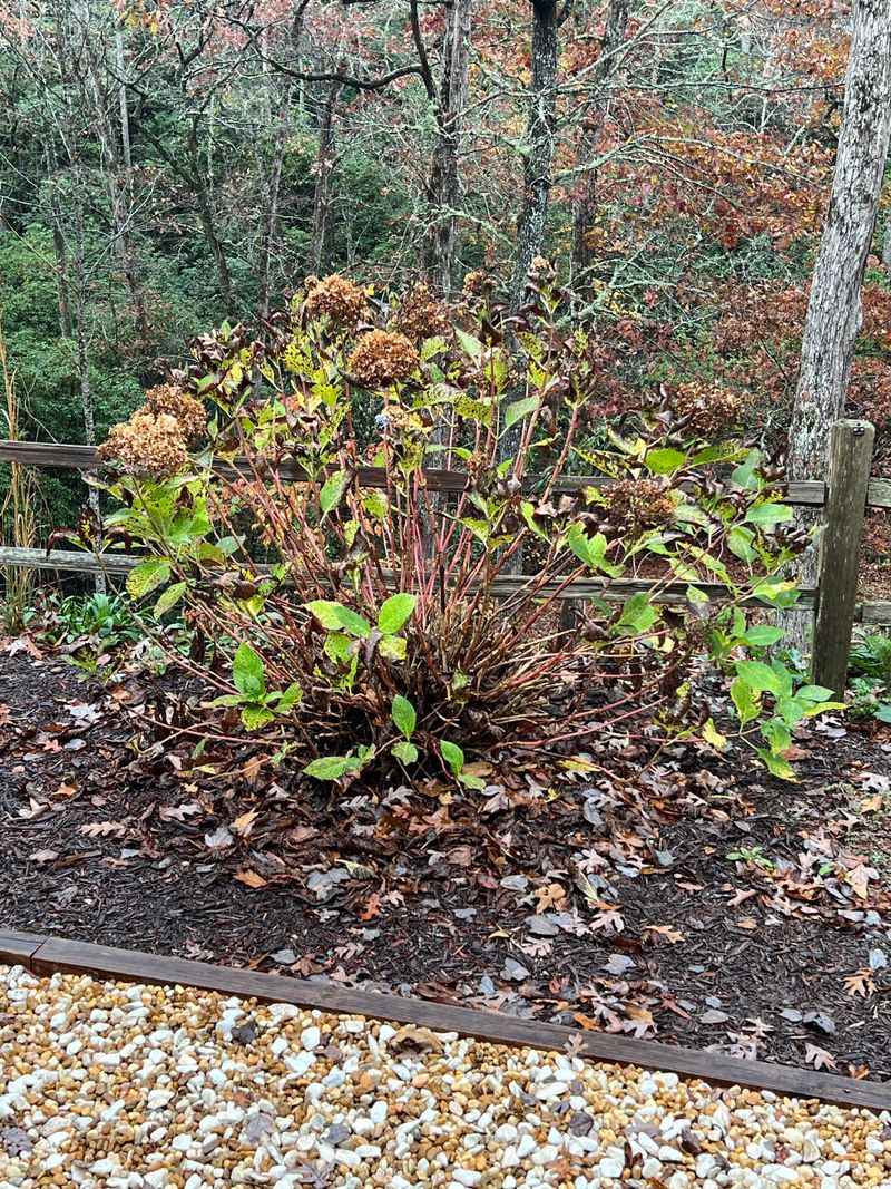 You Can See Branches And Spacing Clearly Now You Can See Branches And Spacing Clearly Now