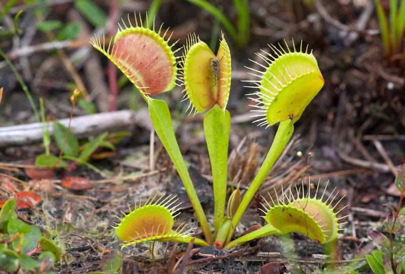 You Can See Them In Protected Natural Areas