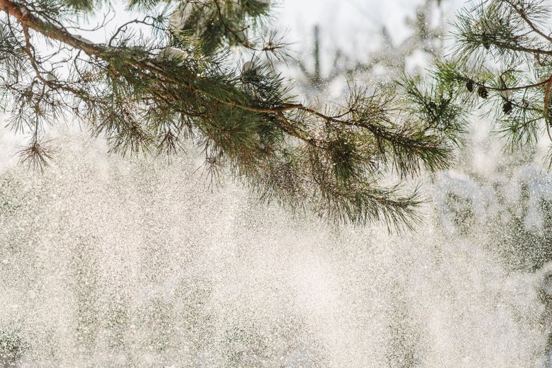 You Can Shield Your Trees From Harsh Winter Winds You Can Shield Your Trees From Harsh Winter Winds