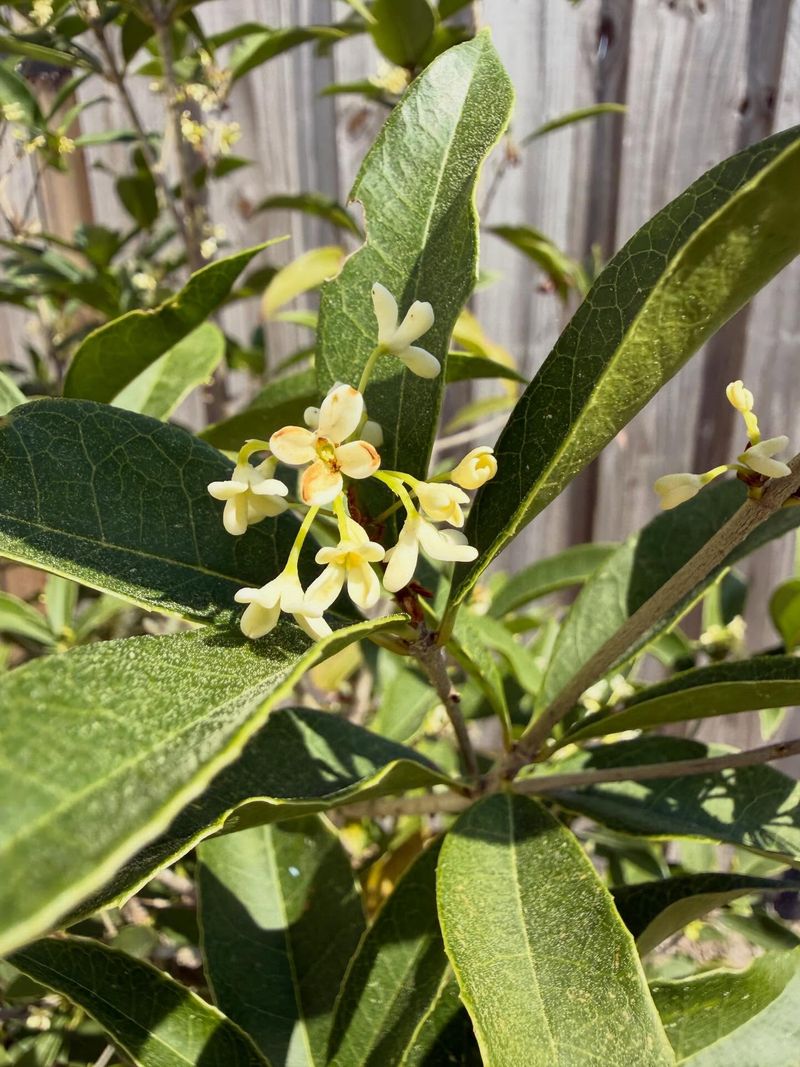 You Can Smell It Long Before You Spot The Flowers
