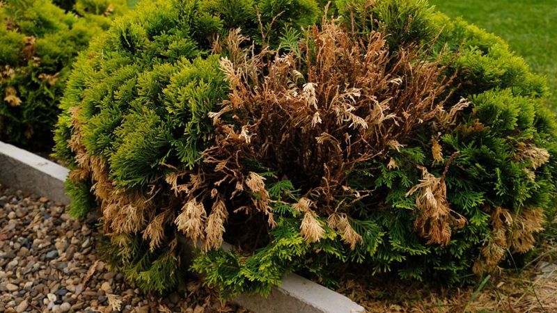 You Can Spare Your Trees From Ugly Winter Burn You Can Spare Your Trees From Ugly Winter Burn