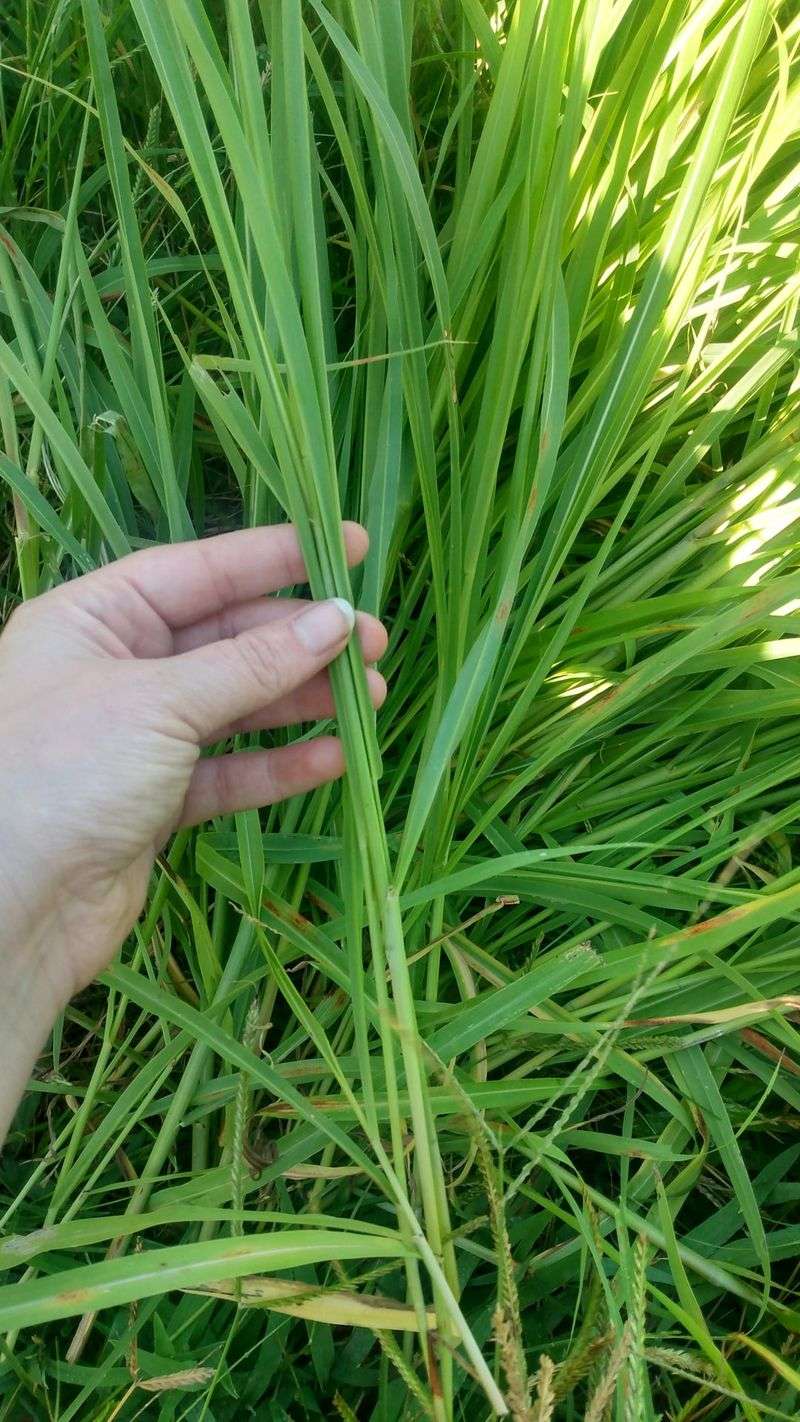 You Can Spot It By That Off-Center Stripe You Can Spot It By That Off-Center Stripe