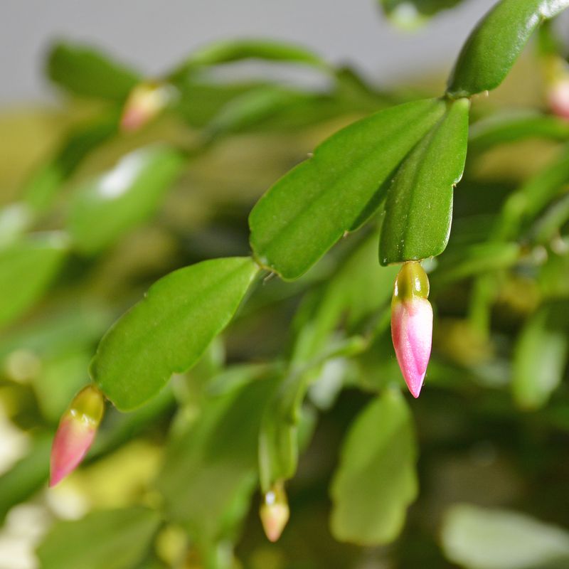 You Can Still Help Your Plant This October