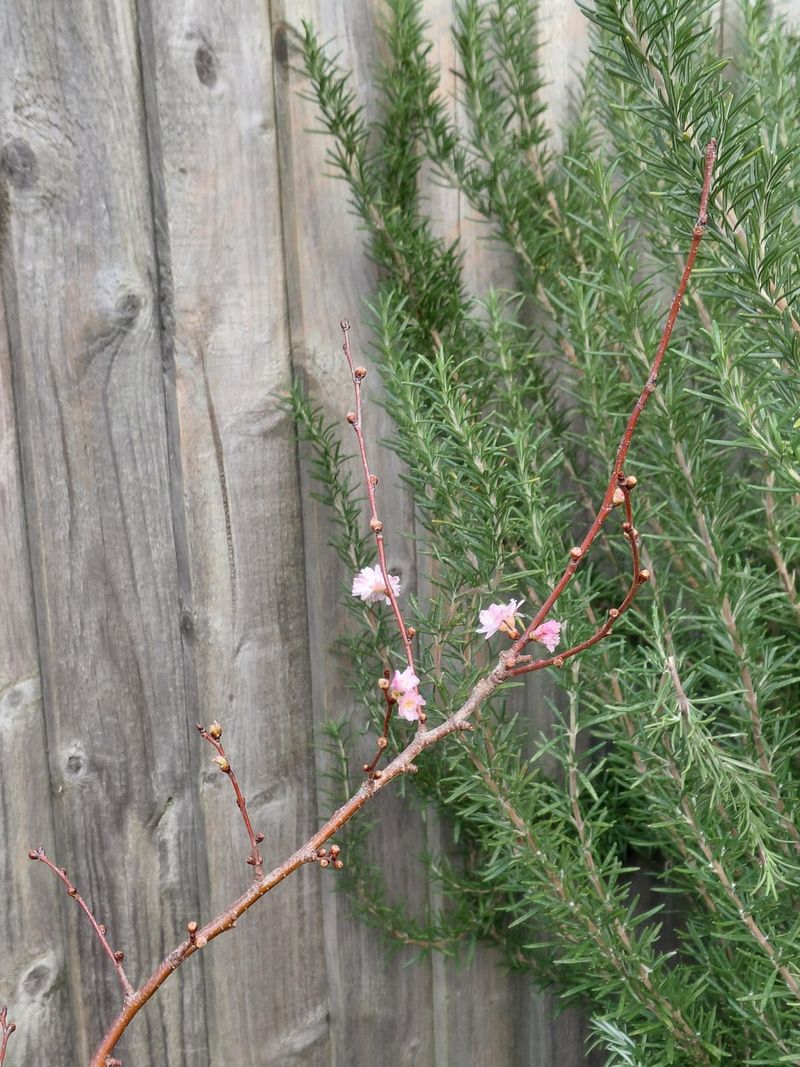 You Can Thank A Japanese Cherry For These Fall Flowers