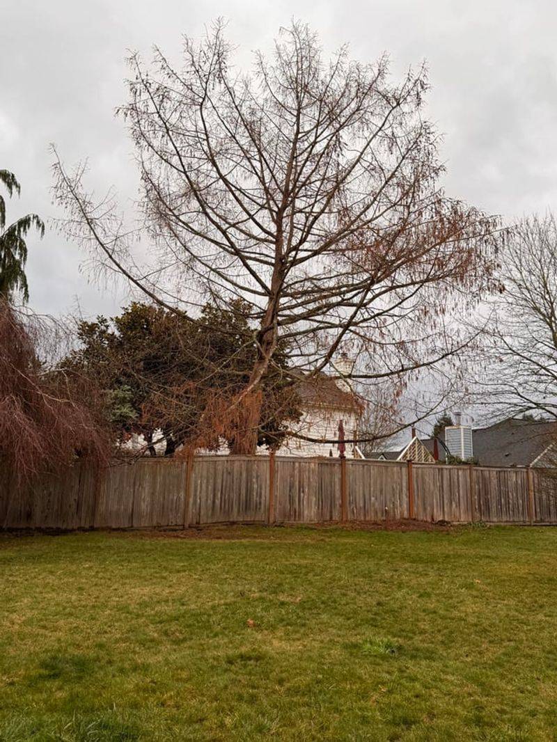You Can Trim Branches That Cross Onto Your Property