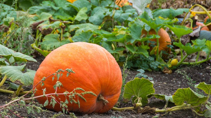You Can Try Growing A Giant One Next Spring