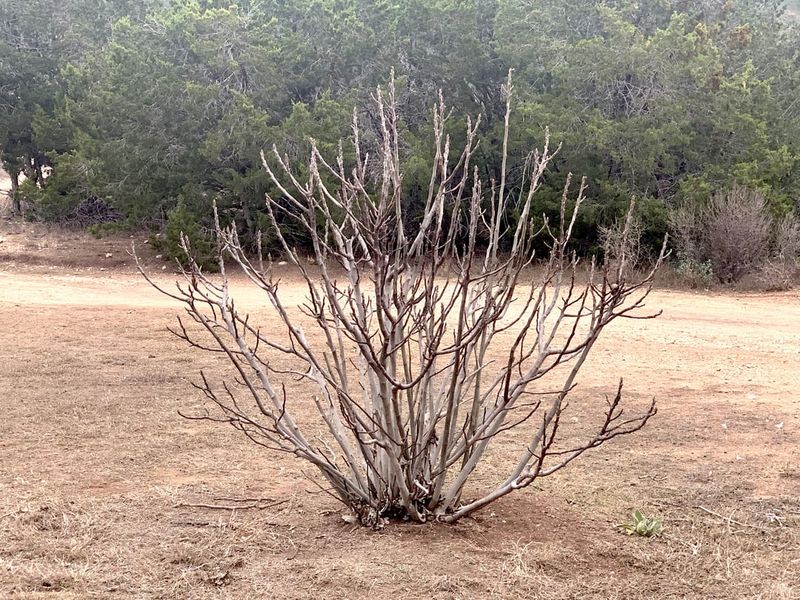 You Can't Yet See What Winter Will Damage You Can't Yet See What Winter Will Damage