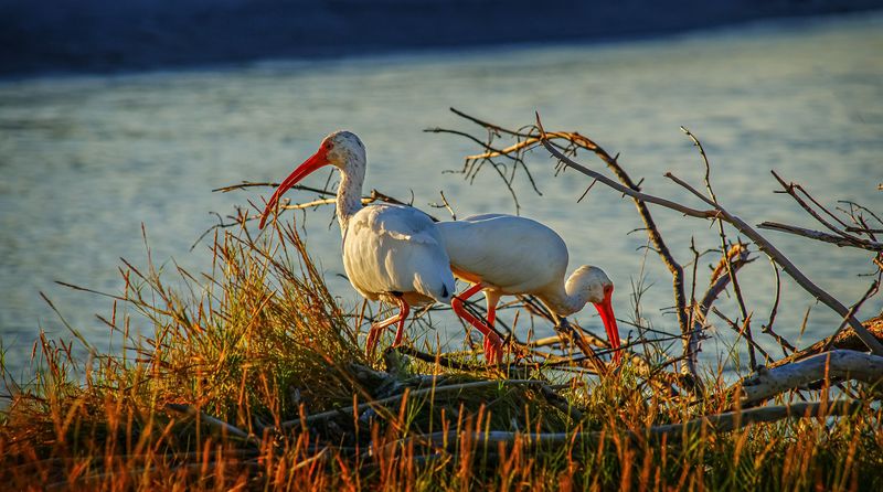 You Live Close To Wetlands Or The Coast You Live Close To Wetlands Or The Coast